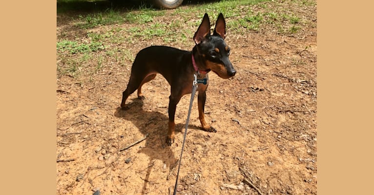 Photo of Tesla, a Manchester Terrier (Toy)  in Fort Mill, SC, USA