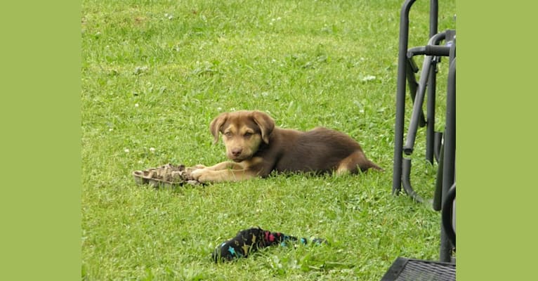 Francine, a Labrador Retriever and German Shepherd Dog mix tested with EmbarkVet.com