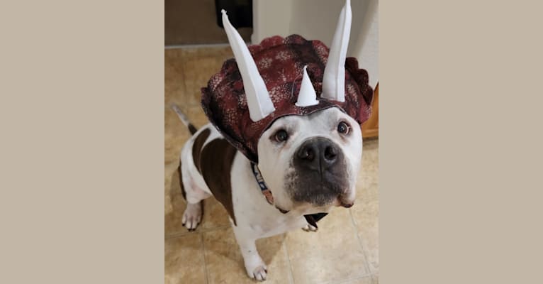 Zeus, an American Bulldog tested with EmbarkVet.com