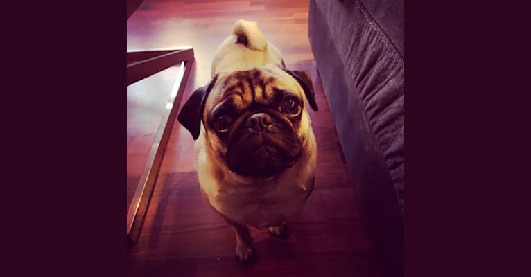 Photo of Barkley, a Pug  in Sugarcreek, OH, USA
