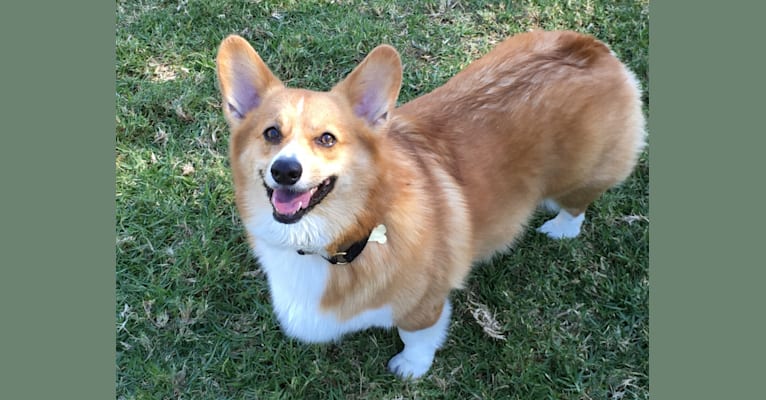 Ziggy, a Pembroke Welsh Corgi tested with EmbarkVet.com