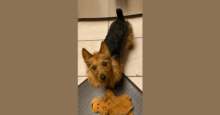 Sully, an Australian Terrier tested with EmbarkVet.com