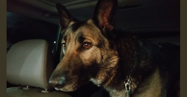Kaylee, a German Shepherd Dog and Border Collie mix tested with EmbarkVet.com