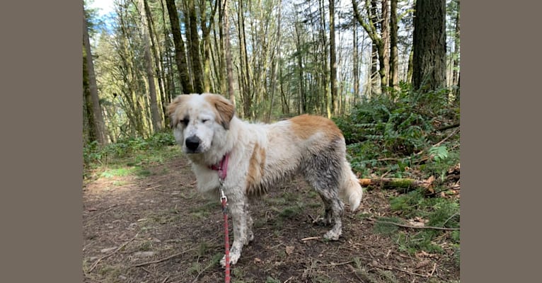 Moo Moo, a Great Pyrenees and German Shepherd Dog mix tested with EmbarkVet.com