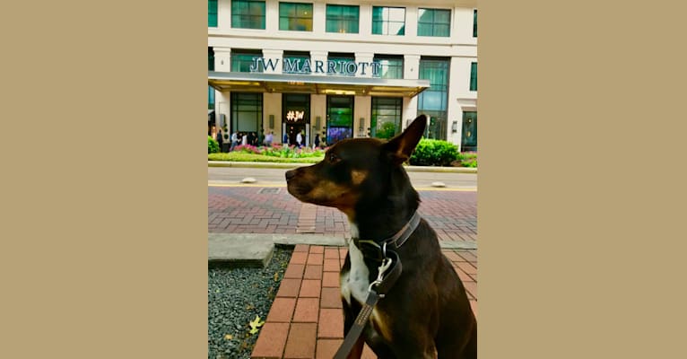 Cooper, an American Pit Bull Terrier and American Staffordshire Terrier mix tested with EmbarkVet.com