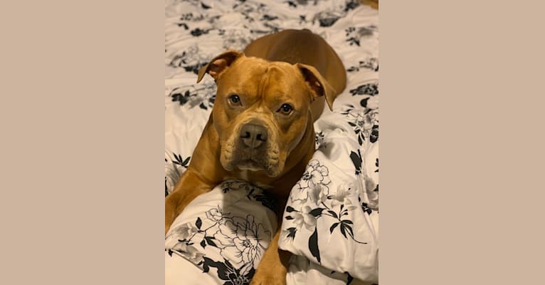 Kobe, an Olde English Bulldogge and American Bulldog mix tested with EmbarkVet.com