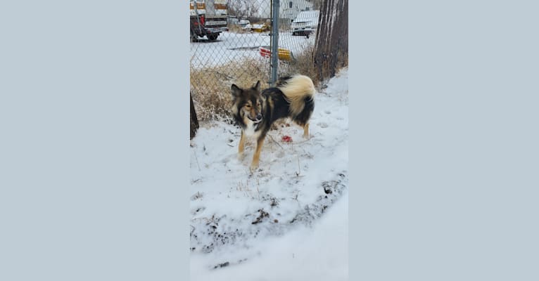 Link, a Siberian Husky tested with EmbarkVet.com