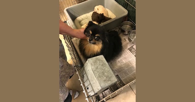 Egypt, a Pomeranian tested with EmbarkVet.com