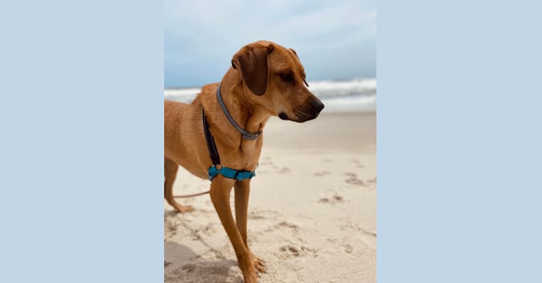 Hurley, a Rottweiler and Labrador Retriever mix tested with EmbarkVet.com