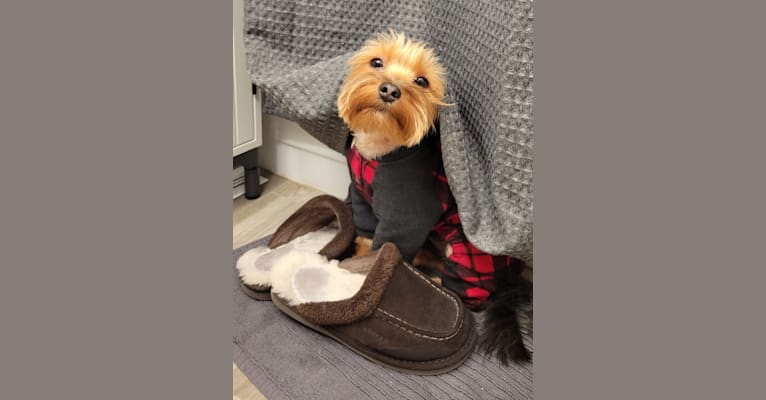 Charlie, a Yorkshire Terrier tested with EmbarkVet.com