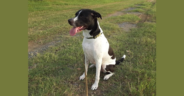 PATIENCE, a Labrador Retriever and American Pit Bull Terrier mix tested with EmbarkVet.com