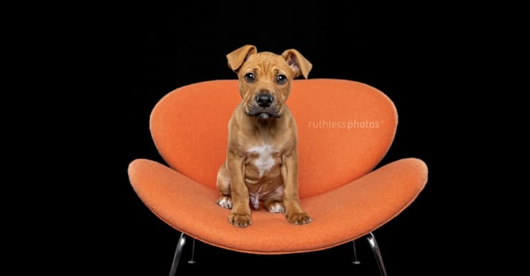 Ginger Ninja, a Staffordshire Bull Terrier and Boxer mix tested with EmbarkVet.com