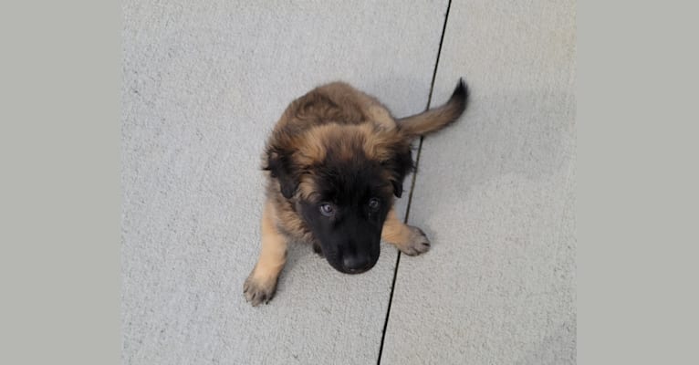 Stryder, an Eastern European Village Dog tested with EmbarkVet.com