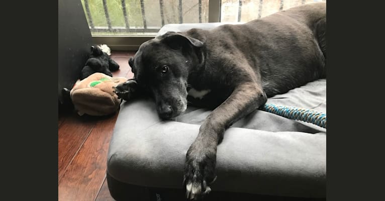 Embark Dog Dna Test Breed