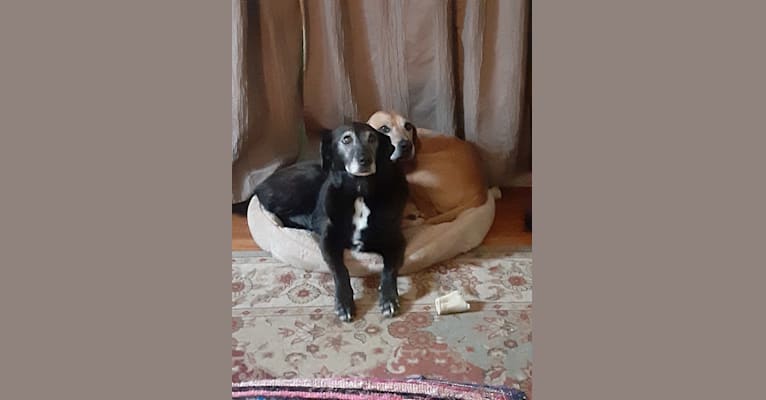 Sister, a Labrador Retriever and Australian Cattle Dog mix tested with EmbarkVet.com