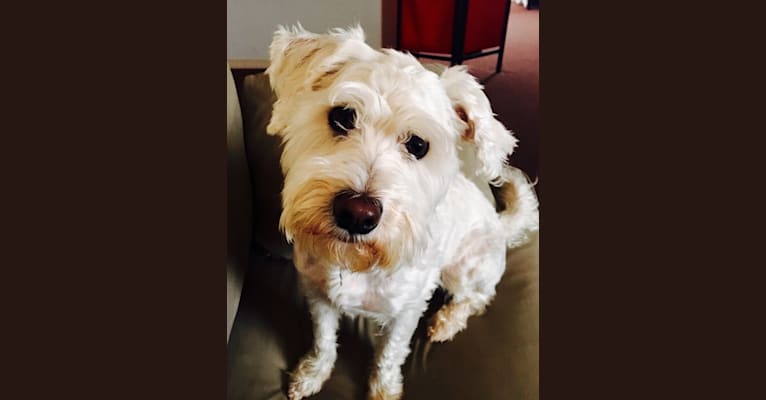 Bichon and schnauzer mix top