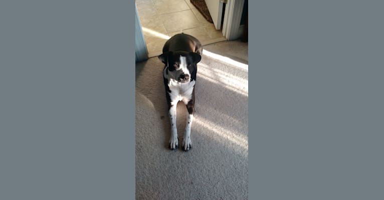Abbie, a Staffordshire Terrier and Beagle mix tested with EmbarkVet.com