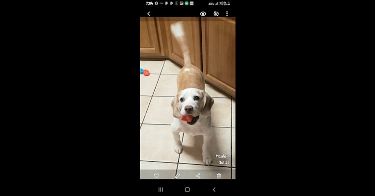 BB (Big Boy), a Beagle tested with EmbarkVet.com