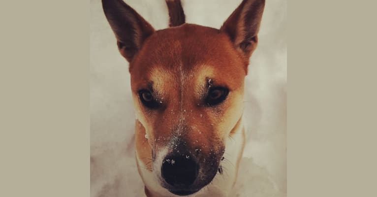 Barnaby, an American Pit Bull Terrier and Australian Cattle Dog mix tested with EmbarkVet.com