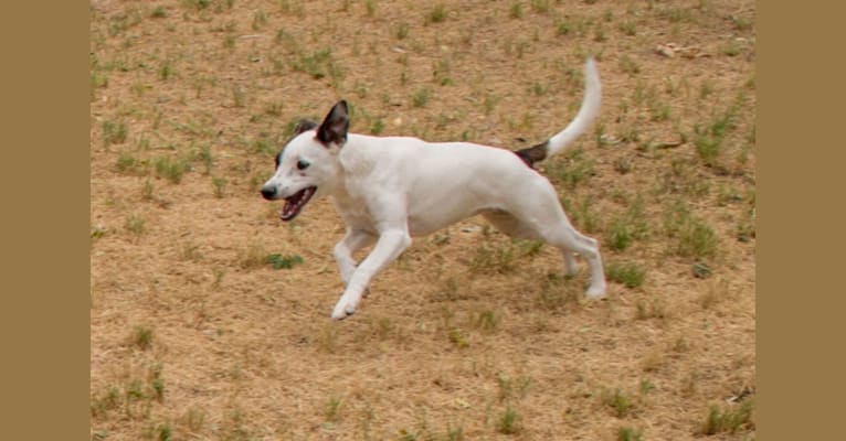 Popcorn, a Border Collie and Whippet mix tested with EmbarkVet.com