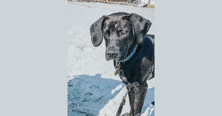 Photo of Drake, a Redbone Coonhound, Catahoula Leopard Dog, Labrador Retriever, German Shepherd Dog, and Russell-type Terrier mix in Texarkana, Texas, USA