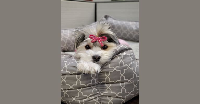 Kara, a Biewer Terrier and Maltese mix tested with EmbarkVet.com