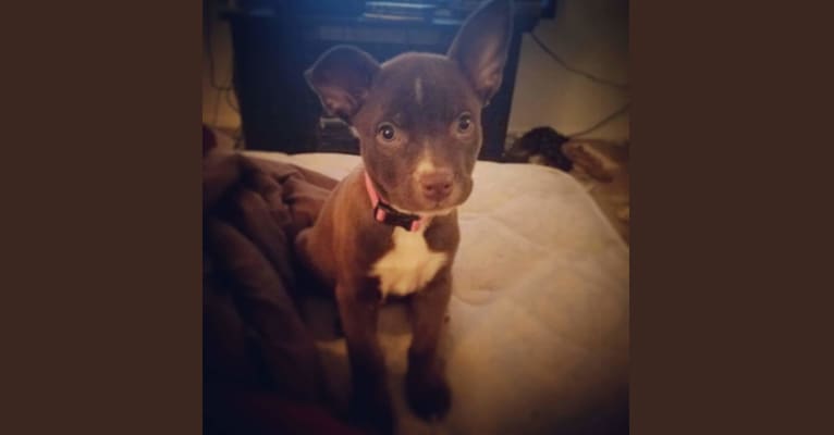 Cassidy, a Boston Terrier and Labrador Retriever mix tested with EmbarkVet.com