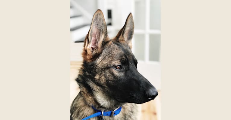 Levi, a German Shepherd Dog tested with EmbarkVet.com