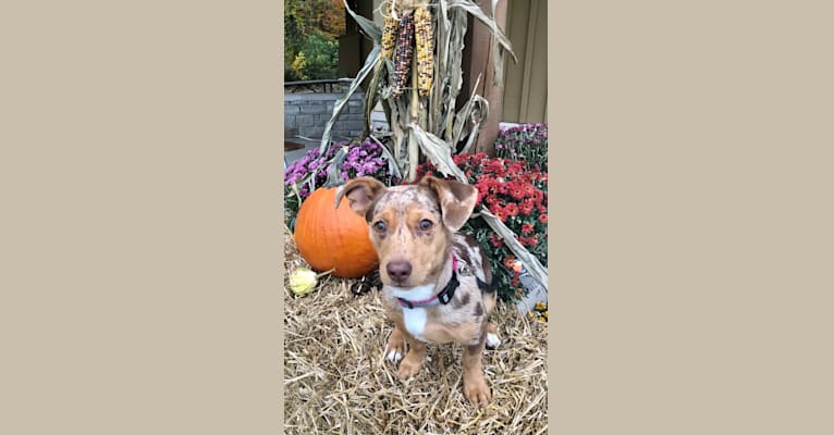 Photo of Mokie, a Dachshund, Russell-type Terrier, Chihuahua, and Pekingese mix in Ohio, USA