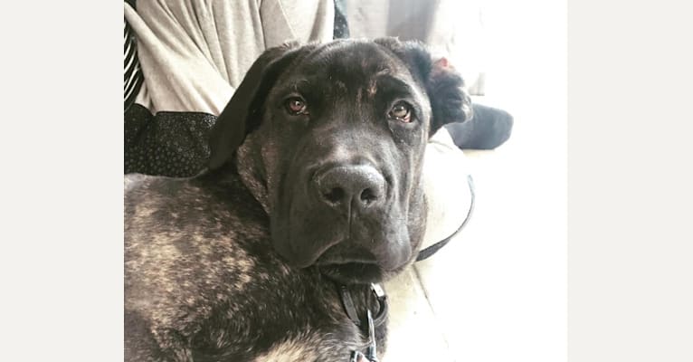 Artie, a Cane Corso tested with EmbarkVet.com