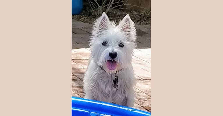 Izzi, a West Highland White Terrier tested with EmbarkVet.com