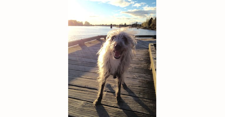 Photo of Joey, a Bedlington Terrier and Russell-type Terrier mix in Sydney NSW, Australia