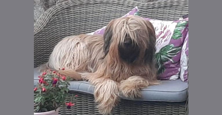 Photo of Soukey, a Briard  in Dordrecht, Nederland