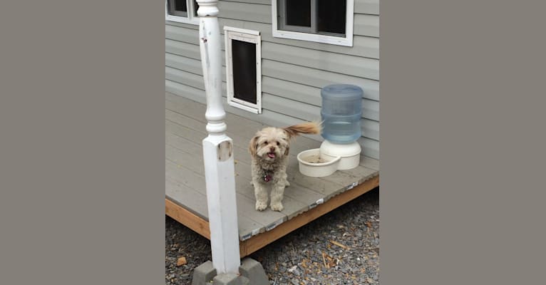 Addie, a Chihuahua and Poodle (Small) mix tested with EmbarkVet.com