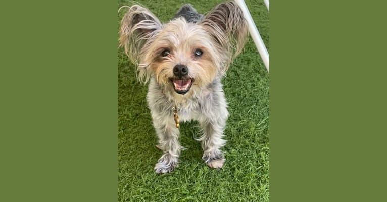 Jack, a Chihuahua and Maltese mix tested with EmbarkVet.com
