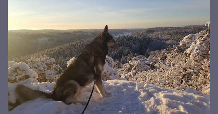 Turbo, a German Shepherd Dog and Siberian Husky mix tested with EmbarkVet.com