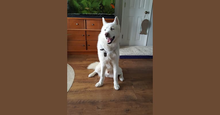 Kye, a Siberian Husky tested with EmbarkVet.com