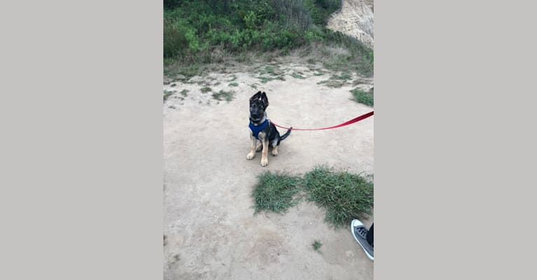 Nala Ortiz, a German Shepherd Dog tested with EmbarkVet.com