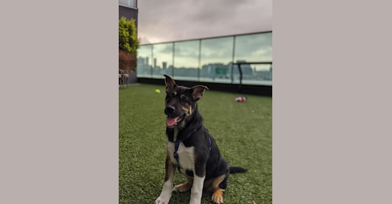 Cooper, a Hong Kong Village Dog tested with EmbarkVet.com