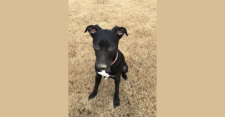 Mikey, a Staffordshire Terrier and Coonhound mix tested with EmbarkVet.com