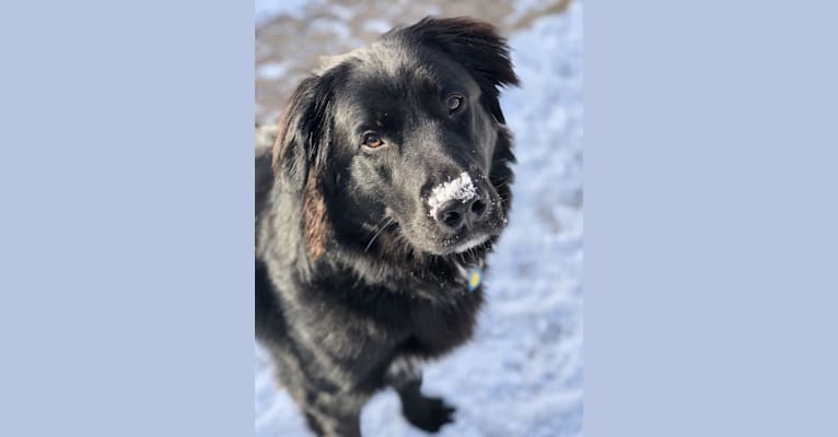 Embark Dog DNA Test Breed