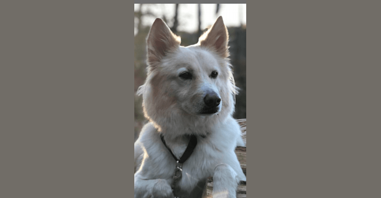 Dug, a Keeshond and Siberian Husky mix tested with EmbarkVet.com