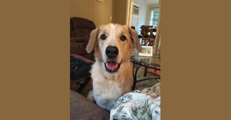 Lainey, a Coonhound and Great Pyrenees mix tested with EmbarkVet.com