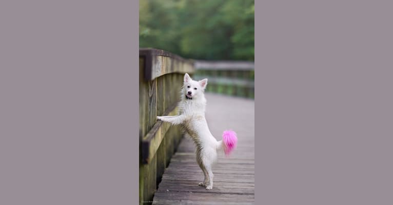 Secret, an American Eskimo Dog tested with EmbarkVet.com