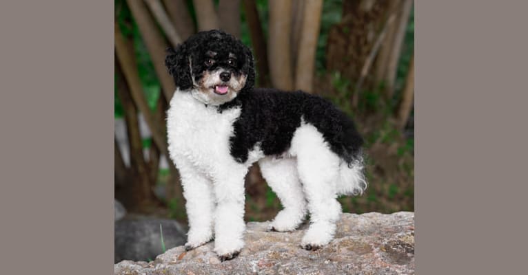 Ollie, a Poodle (Small) tested with EmbarkVet.com