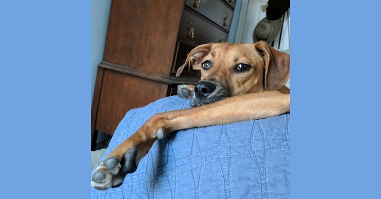 Hazel, a Coonhound and Labrador Retriever mix tested with EmbarkVet.com
