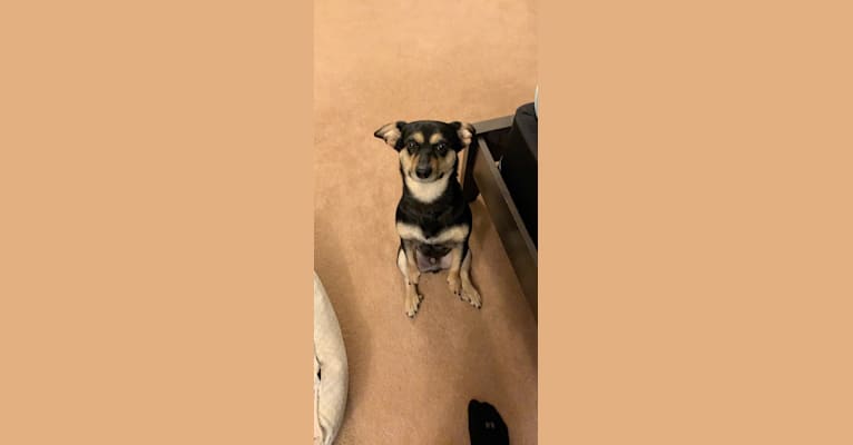 Yogi, a Chihuahua and Pekingese mix tested with EmbarkVet.com