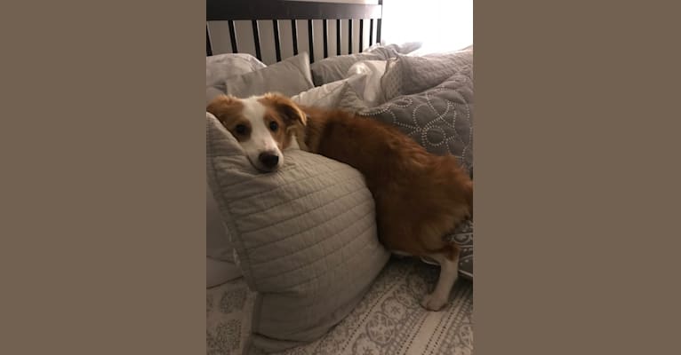 Bailey, a Collie and Shetland Sheepdog mix tested with EmbarkVet.com