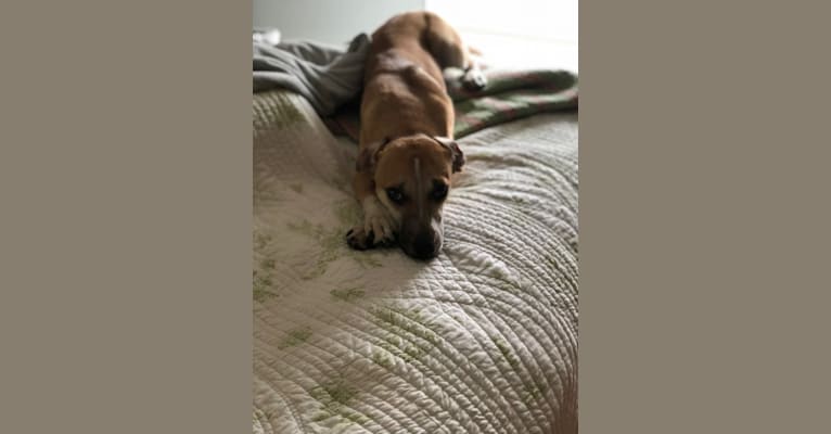 Photo of Tica, a Dachshund, Rat Terrier, Labrador Retriever, Miniature Schnauzer, Cocker Spaniel, and Mixed mix in Jasper, Alabama, USA