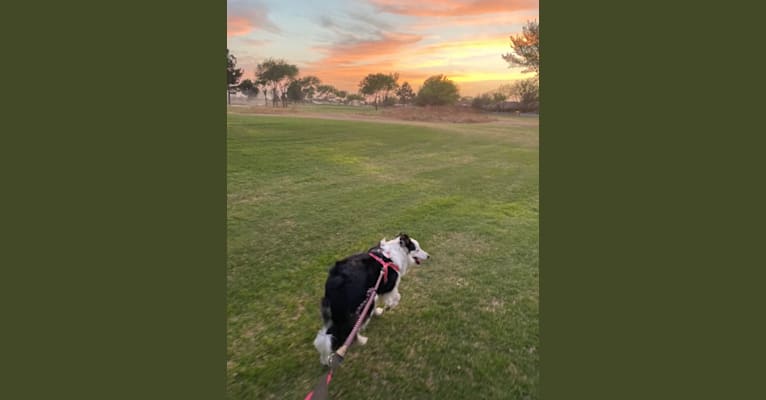 Poppy, a Border Collie tested with EmbarkVet.com